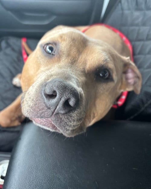 Photo of Gabby, adoptable Pit Bull Terrier in Evergreen, Colorado