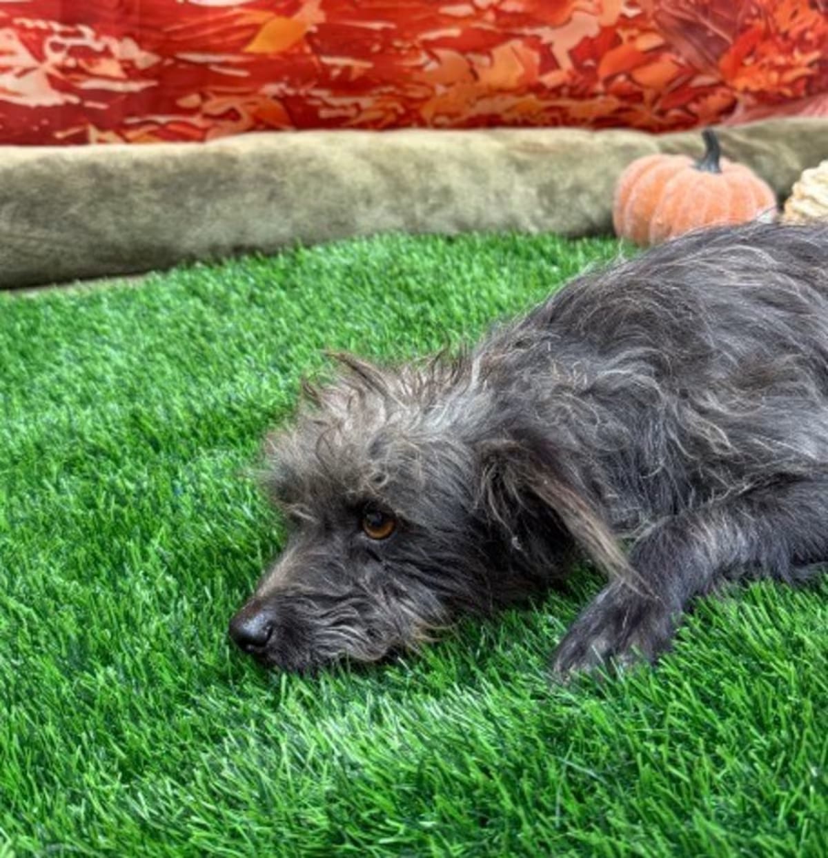 Photo of Yogi, adoptable Terrier (Unknown Type, Small) in Porterville, California