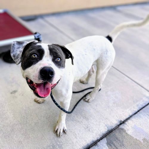 Photo of Bluey, adoptable Pit Bull Terrier in Oakland, California