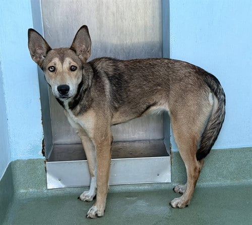 Photo of Sandler, adoptable German Shepherd Dog in Baldwin Park, California