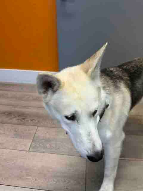 Photo of Tonto, adoptable Siberian Husky in Walnut Creek, California