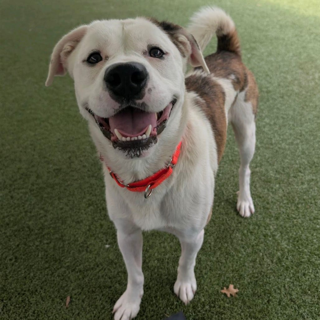 Photo of Flanagan, adoptable Mixed Breed (Medium) in Greensboro, North Carolina