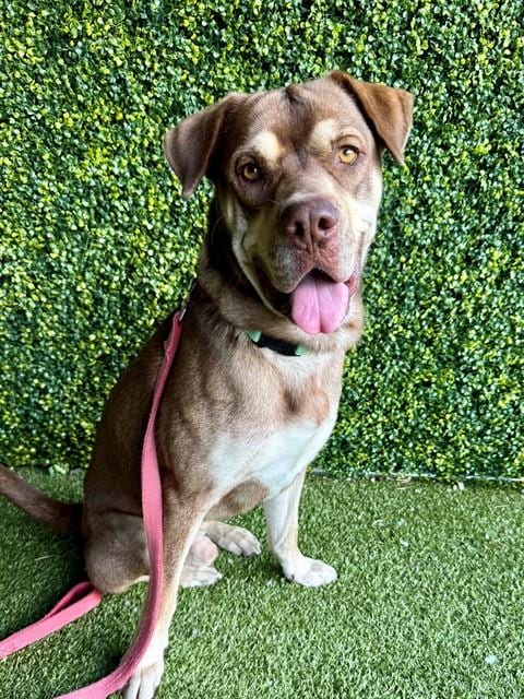 Photo of Chip, adoptable Labrador Retriever in Naples, Florida