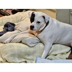 Photo of Cherry, adoptable Mixed Breed (Medium) in New Castle, Delaware