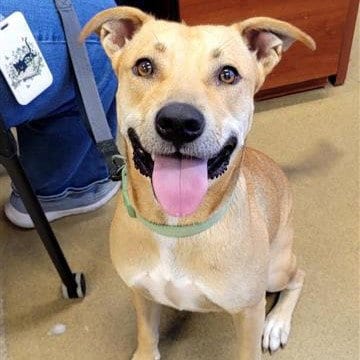 Photo of Jinx, adoptable Black Mouth Cur in San Antonio, Texas
