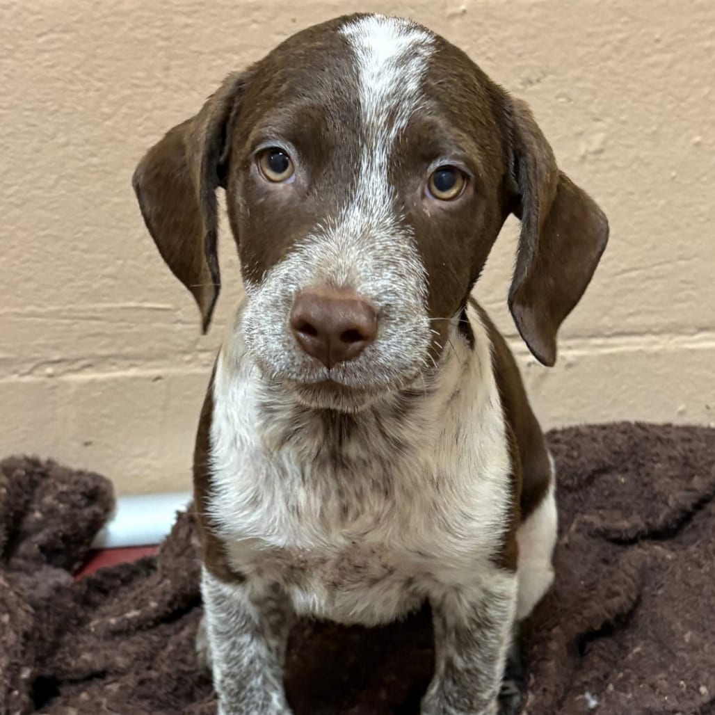 Photo of Choco Soldier, adoptable Pointer / Mix in Brownsville, Texas