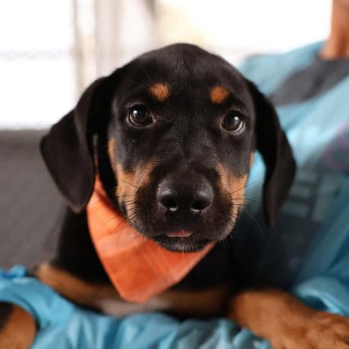 Photo of Hailee B. Fast, adoptable American Staffordshire Terrier in San Antonio, Texas