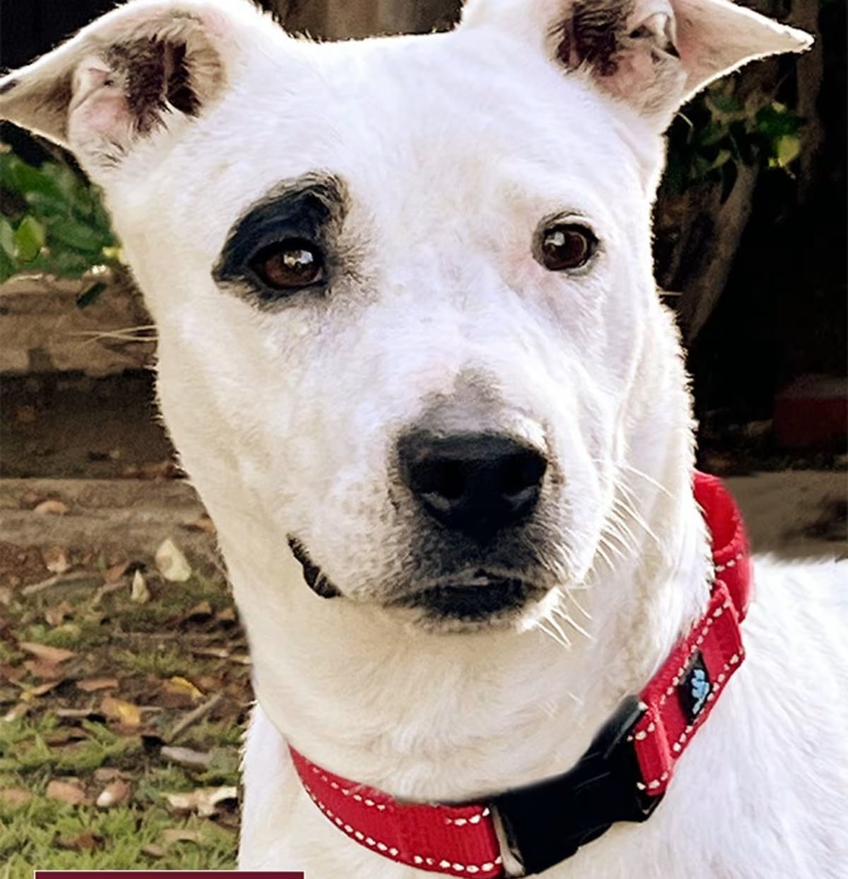 Photo of Stella, adoptable Bull Terrier Dalmatian in Marina del Rey, California