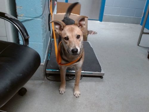 Photo of Rosie, adoptable German Shepherd Dog in Albuquerque, New Mexico