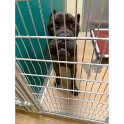 Photo of Porkchop, adoptable Cane Corso in Texas City, Texas