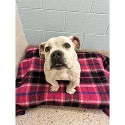 Photo of Tonka, adoptable American Bulldog in Brighton, Colorado