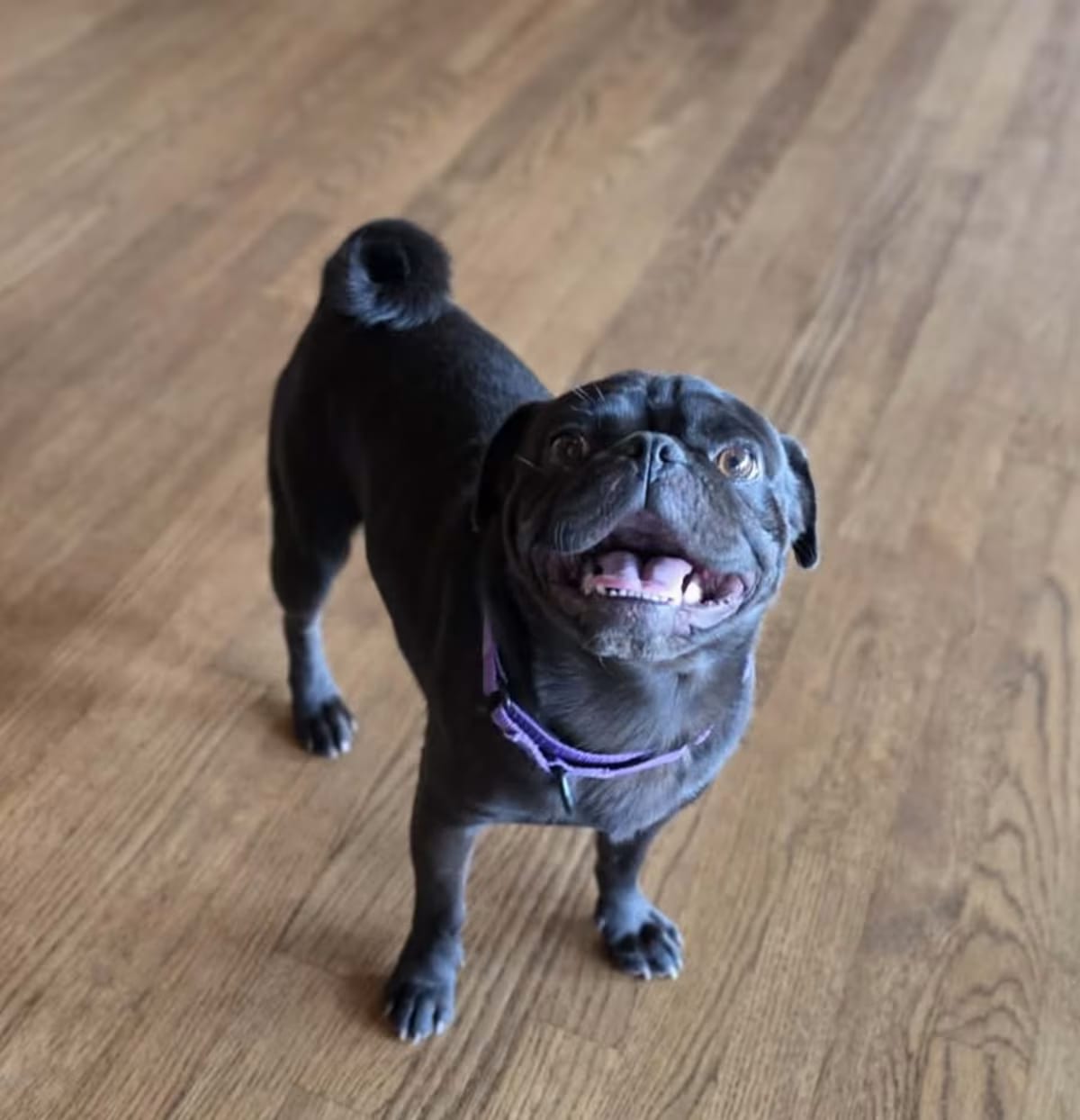 Photo of Brutus, adoptable Pug in Richfield, Minnesota