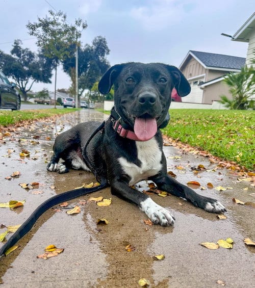 Photo of Baxter, adoptable Labrador Retriever in San Diego, California