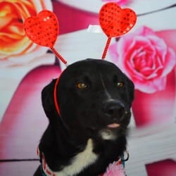 Photo of Ruby JuM, adoptable Labrador Retriever Border Collie in Hartford, Connecticut