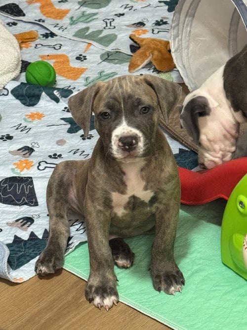 Photo of Freddy Kruger, adoptable Pit Bull Terrier in Phoenix, Arizona