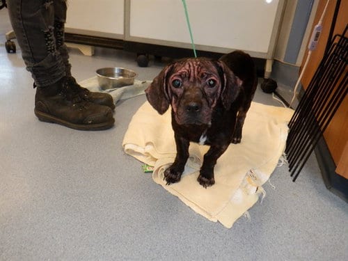 Photo of Cola, adoptable Dachshund in San Jose, California