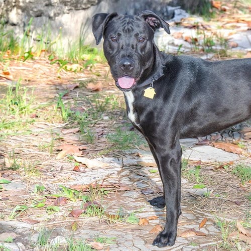Photo of Midnight, adoptable Labrador Retriever in St Louis, Missouri