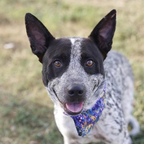 Photo of Armando, adoptable Australian Cattle Dog/Blue Heeler in San Antonio, Texas