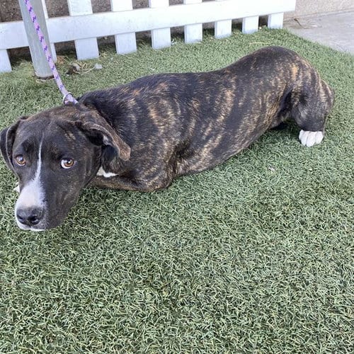 Photo of Flutter Fly, adoptable Pit Bull Terrier in Modesto, California