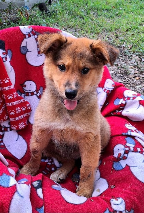 Photo of Hartlena, adoptable Australian Shepherd in Missouri City, Texas