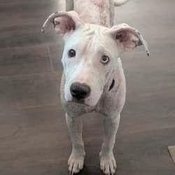 Photo of Dolly, adoptable American Pit Bull Terrier Mixed Breed (Medium) in Everett, Washington