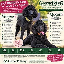 Photo of Margaux, adoptable Standard Poodle in Pluckemin, New Jersey