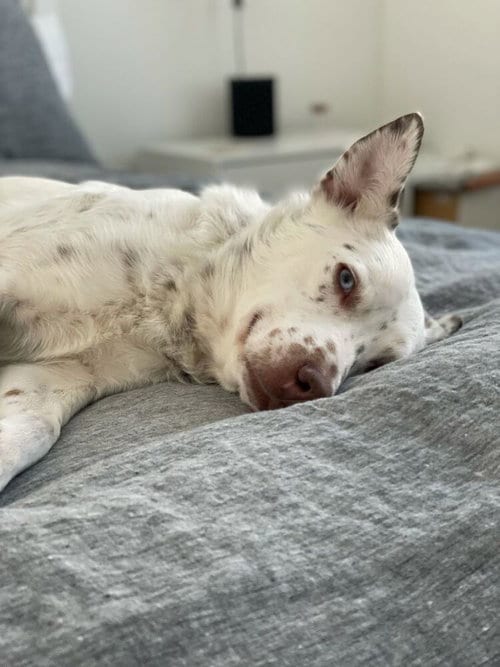 Photo of Mumbles, adoptable Australian Shepherd in Brewster, New York