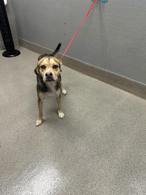 Photo of City, adoptable German Shepherd Dog in Las Vegas, Nevada