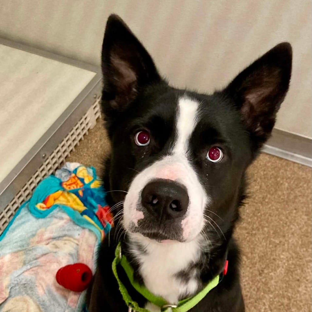 Photo of Bandit, adoptable Mixed Breed (Large) in Ballston Spa, New York