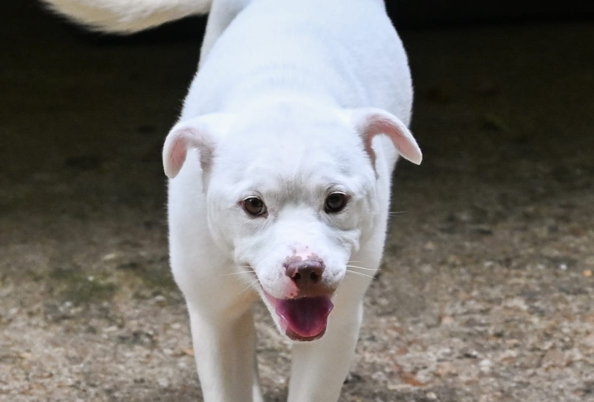 Photo of Pixie, adoptable Terrier Mix in Chattanooga, Tennessee