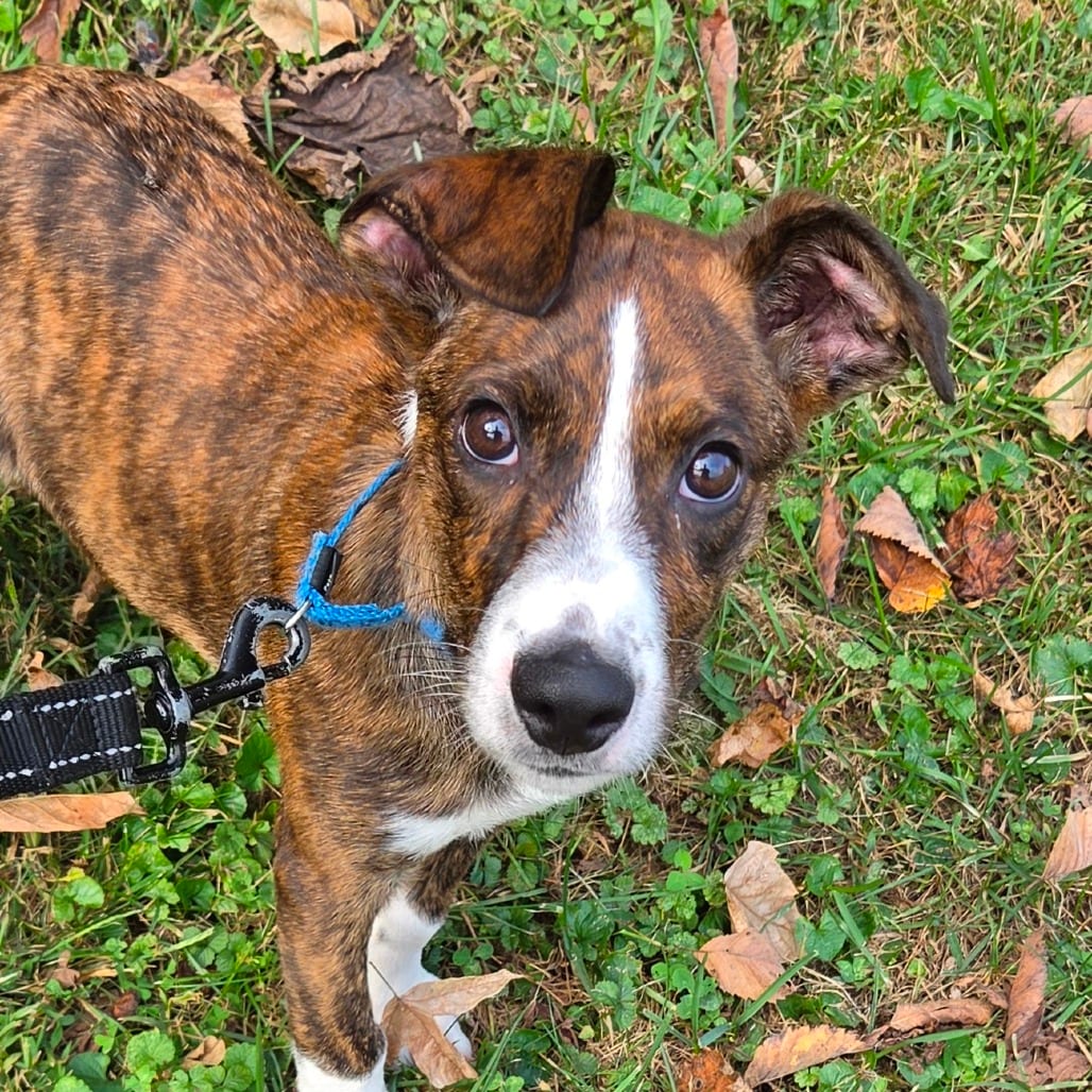 Photo of Sawyer, adoptable Dachshund / Shepherd, Australian in Zanesville, Ohio
