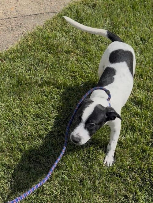 Photo of Toby, adoptable Cattle Dog in Willingboro, New Jersey