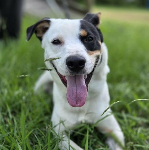 Photo of Ziggy, adoptable Cattle Dog in Anniston, Alabama