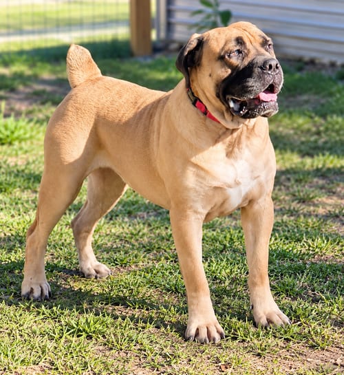 Photo of Amanda, adoptable Mastiff in Nashville, Tennessee