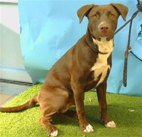 Photo of Kitkat, adoptable Pit Bull Terrier in Gardena, California