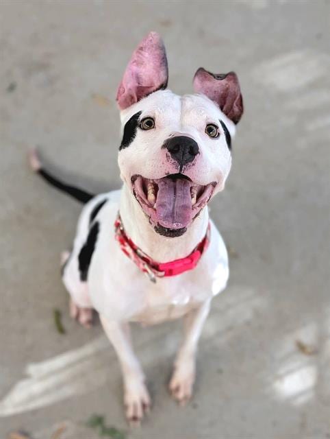 Photo of Janet Leigh, adoptable Pit Bull Terrier in Sacramento, California
