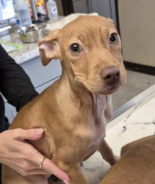 Photo of Minnie, adoptable Miniature Pinscher in Lodi, California