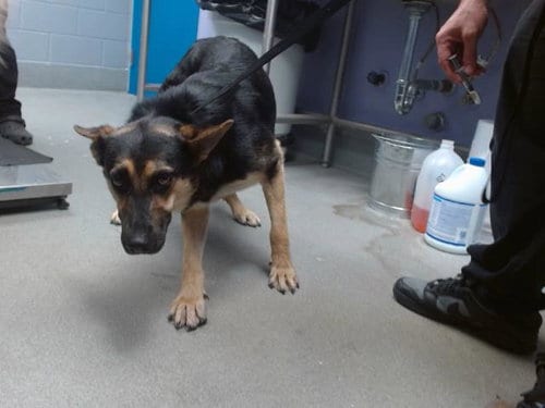 Photo of Rocky, adoptable German Shepherd Dog in Albuquerque, New Mexico