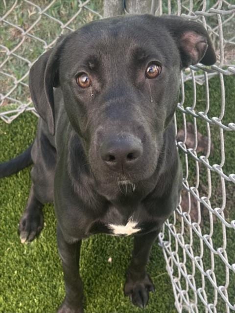 Photo of Sarah Jessica Barker, adoptable Labrador Retriever in Texas City, Texas