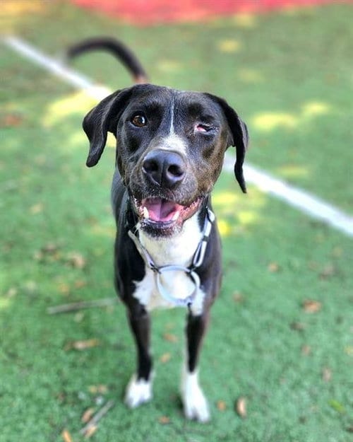 Photo of Ramsey, adoptable Pointer in Fort Walton Beach, Florida