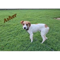 Photo of Asher, adoptable Beagle Terrier (Unknown Type, Medium) in Medfield, Massachusetts