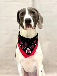 Photo of Dusky, adoptable Plott Hound in Sanford, Florida