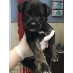 Photo of Lana, adoptable German Shepherd Dog Australian Shepherd in Jurupa Valley, California