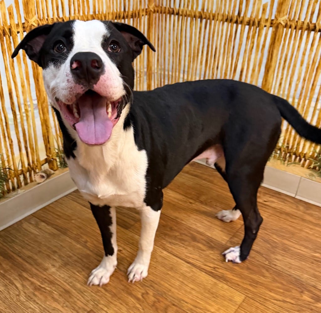 Photo of Tickles, adoptable Mixed Breed in Ocala, Florida