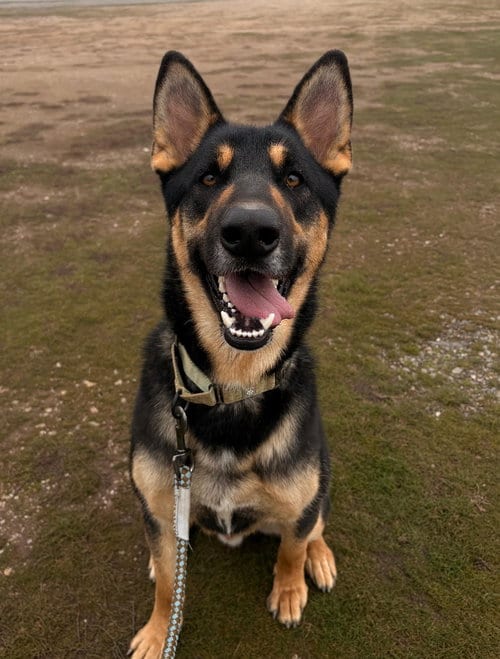 Photo of Bart, adoptable German Shepherd Dog in Yreka, California