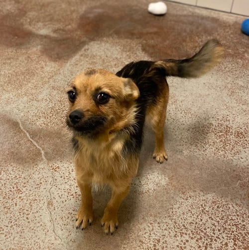 Photo of Ollie, adoptable Terrier in Salinas, California