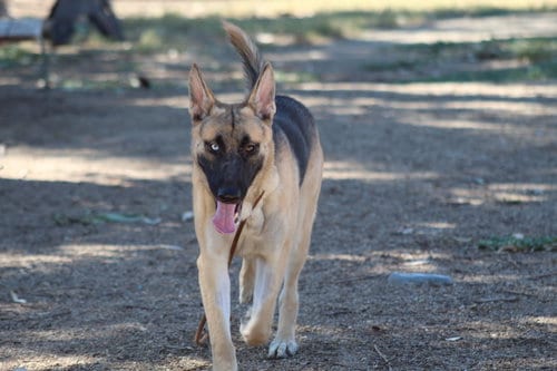 Photo of Hubie, adoptable Shepherd in El Centro, California