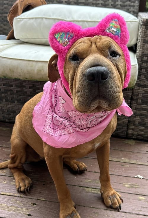 Photo of Piper, adoptable Shar Pei in Ft. Thomas, Kentucky