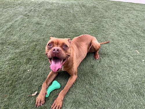 Photo of Eevee, adoptable Boxer in Corona, California