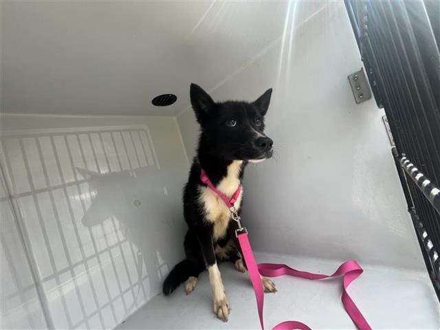 Photo of Senior Australian Kelpie, adoptable Australian Kelpie in Houston, Texas